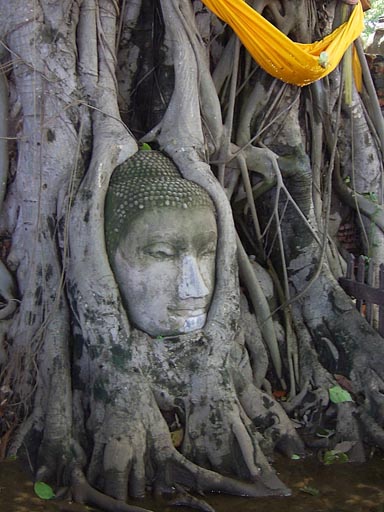 Thailand, a tree
